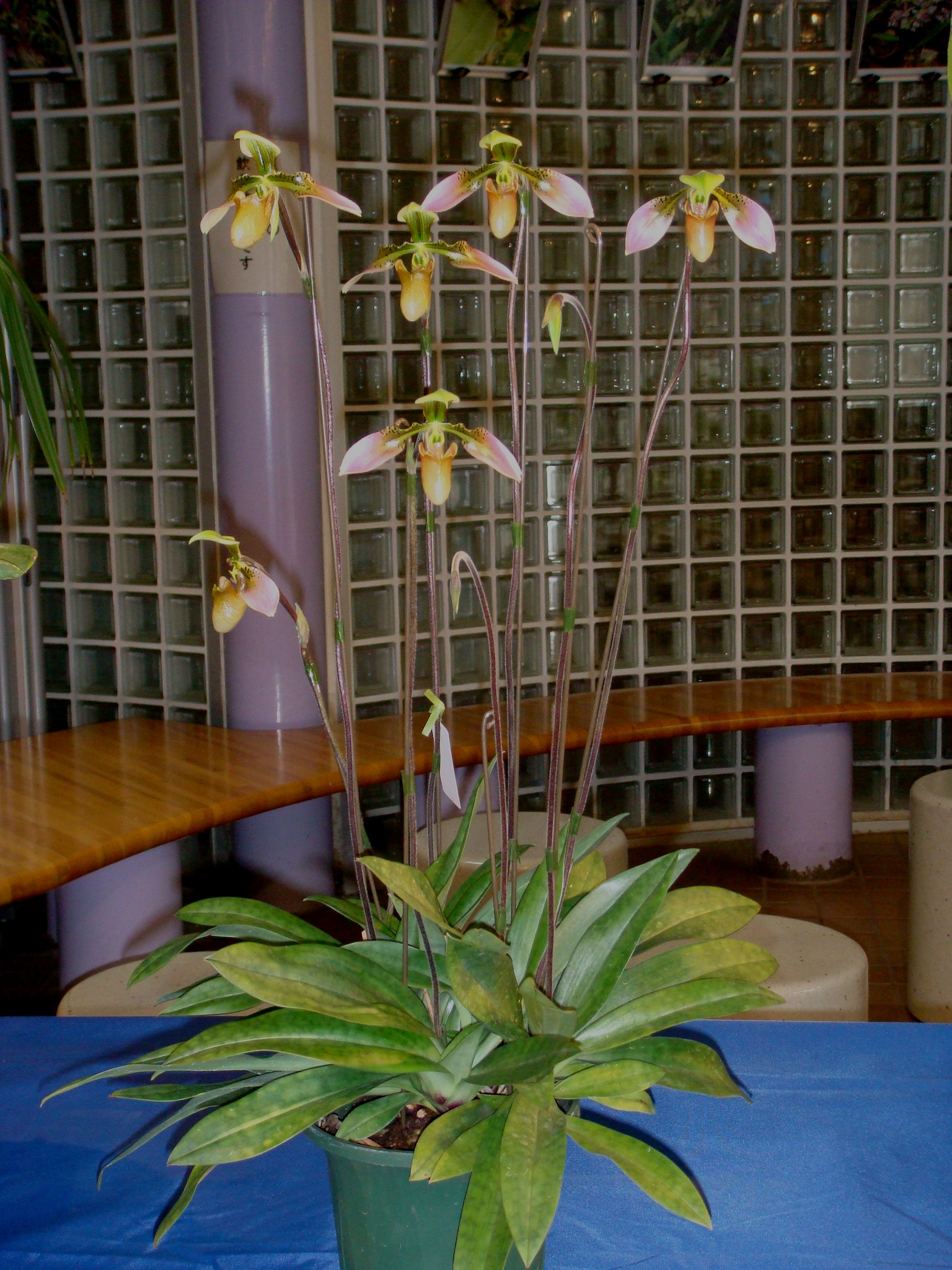 Paphiopedilum bullenianum (Reichenbach f.) Pfitzer